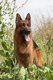 BERGER ALLEMAND 411